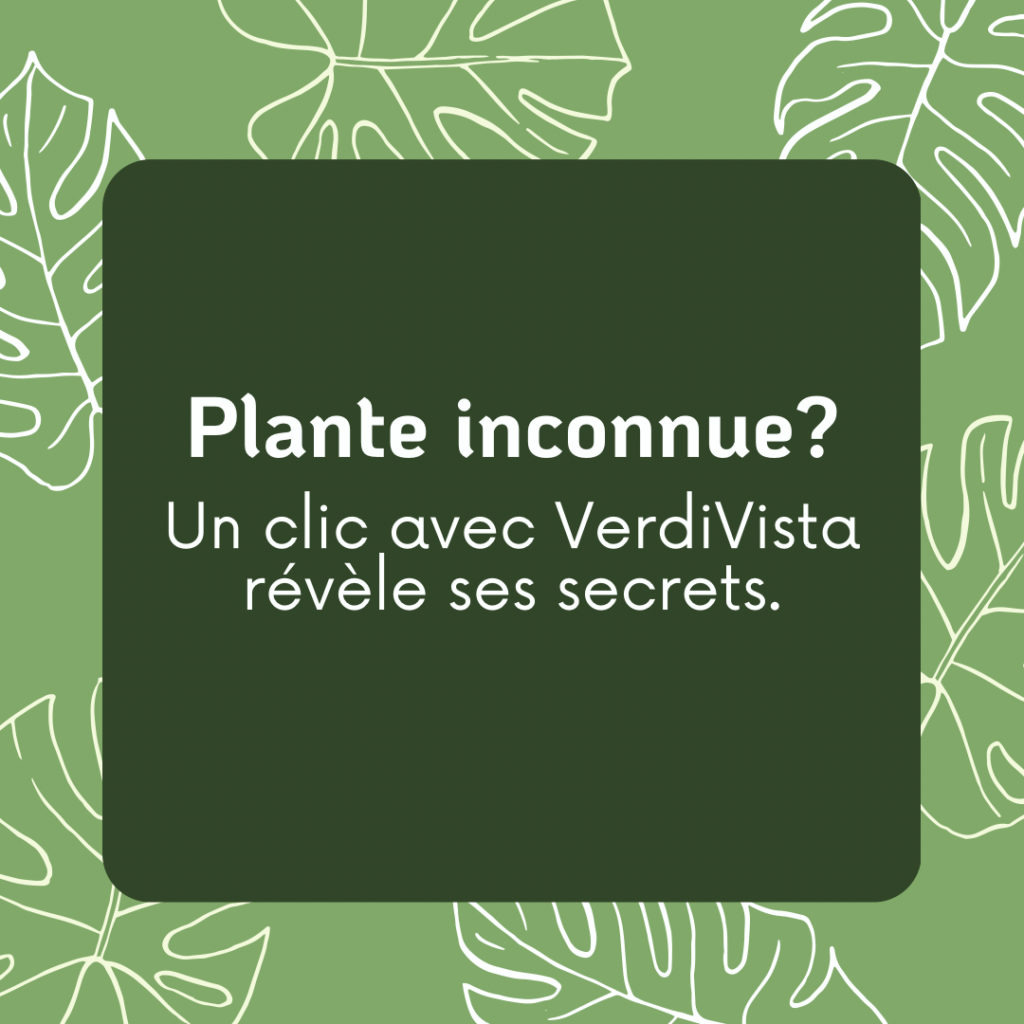 33EA8517-6A20-4DC7-98F0-EF6CF31B0FFB Présentation visuelle de l'application VerdiVista disponible sur Play Store et Apple Store, permettant de scanner, identifier et soigner facilement vos plantes d'intérieur.