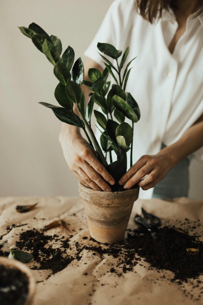 Persona trasplantando una planta de interior a una nueva maceta, con tierra y herramientas de jardinería alrededor.