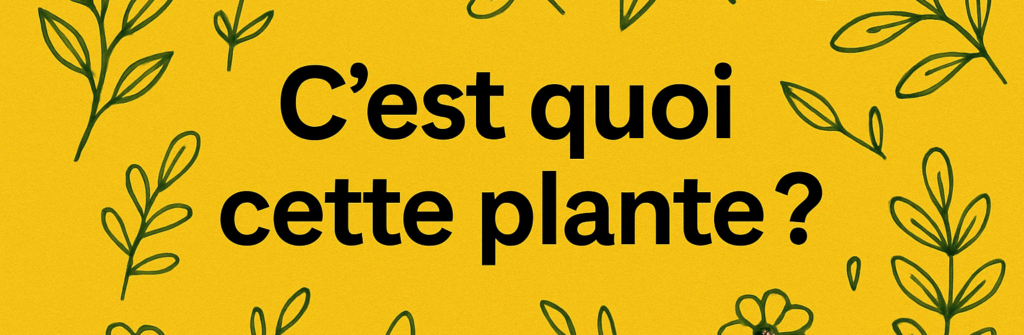 Illustration sur fond jaune avec des plantes vertes dessinées autour de la question “C’est quoi cette plante ?” écrite en noir au centre de l’image.